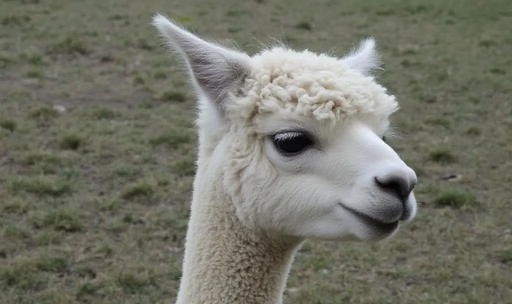binance-adjusts-alpaca-funding-rate-frequency-amid-market-stress