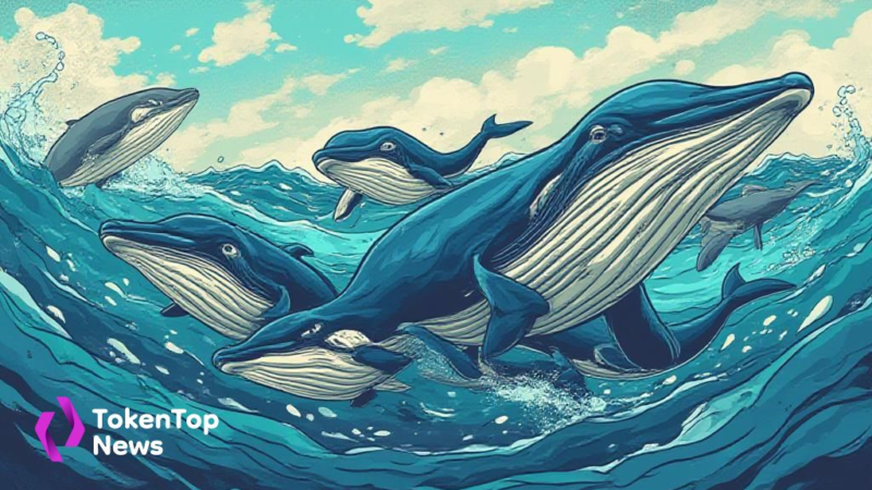 Whales Purchase 200 Million ADA Amidst Market Activity